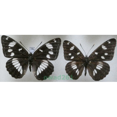 Limenitis reducta Staudinger, 1901 pair Croatia18a